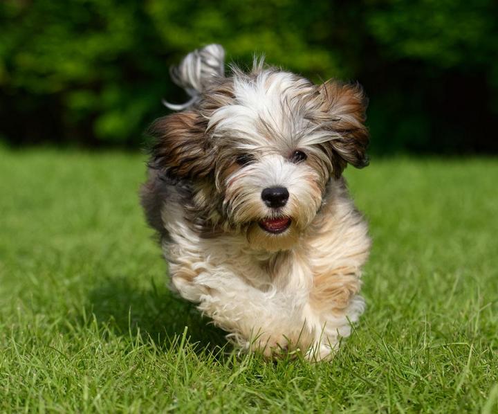 Spécialiste en comportement canin Brindas