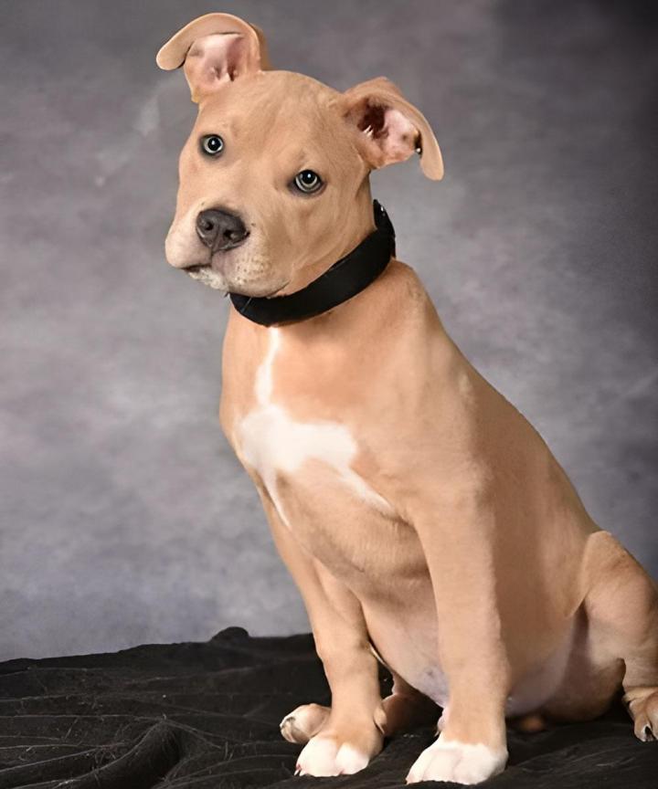 Éducation canine Brindas
