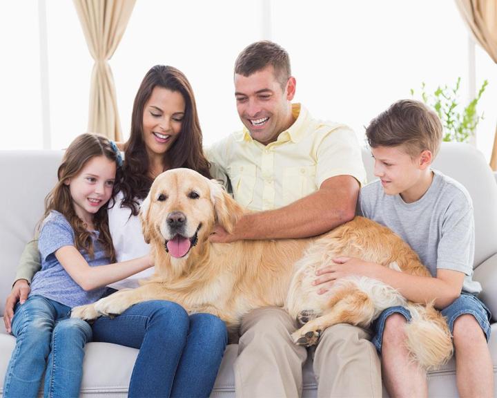 Conseils avant et après l’adoption d’un chien Brindas
