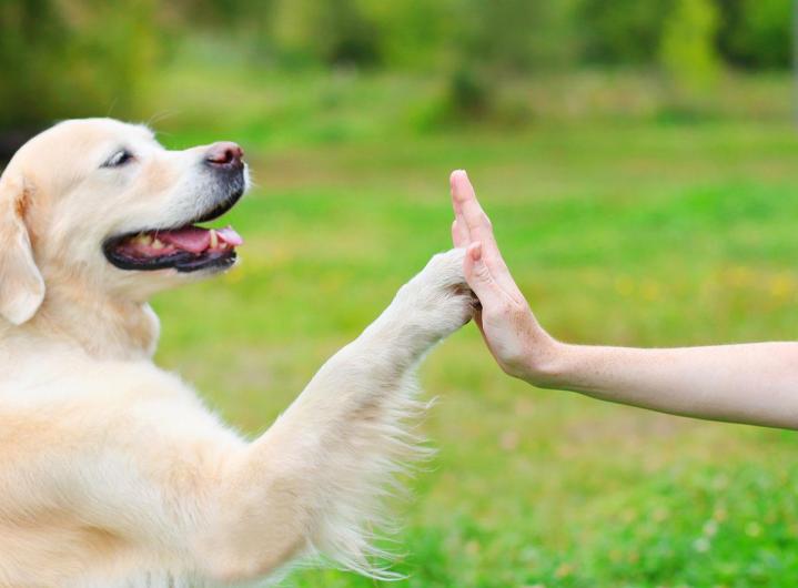 Spécialiste en comportement canin Brindas