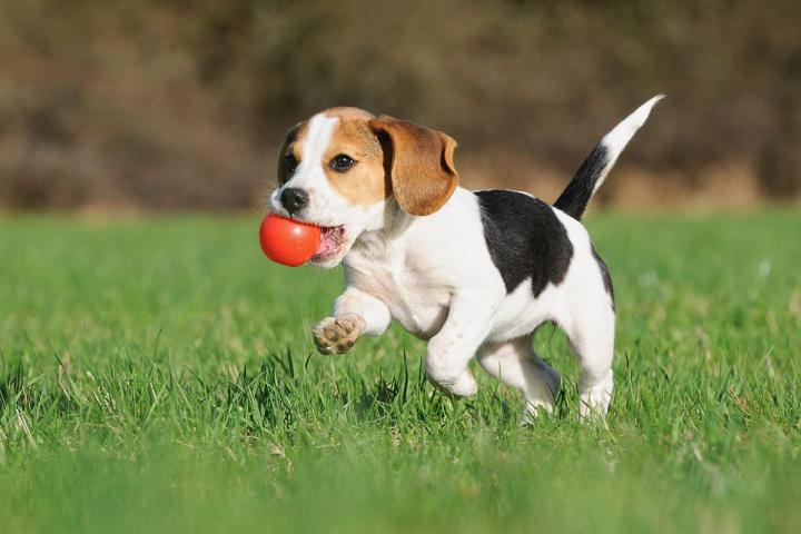 Éducation canine Brindas