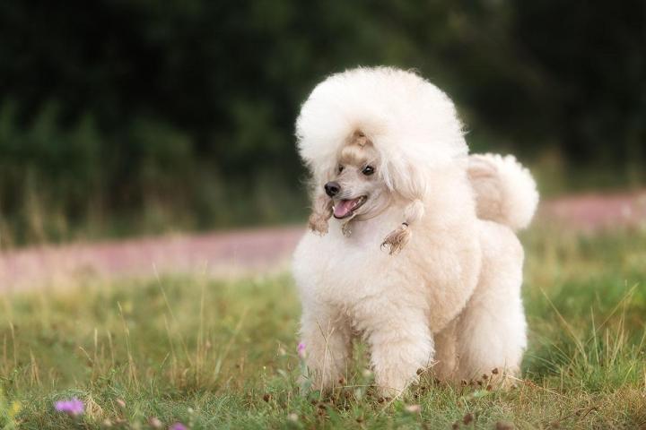 Éducatrice spécialisée dans le comportement des chiens Brindas