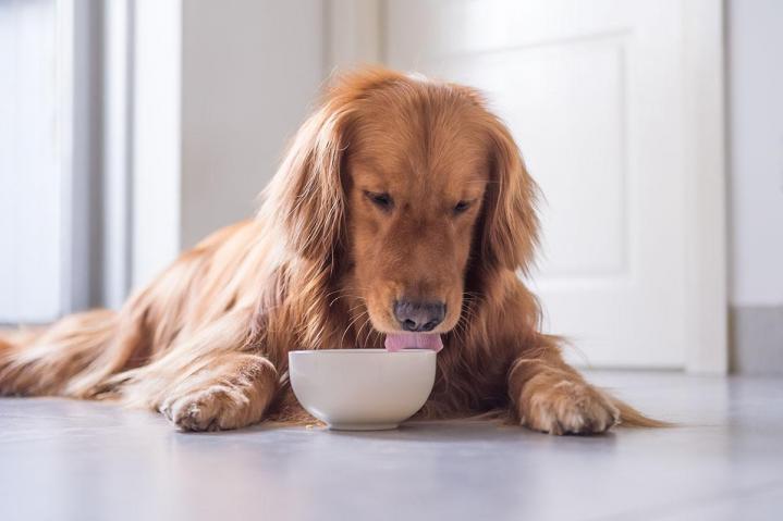 Conseils d’un spécialiste en nutrition de chien et de chat Brindas