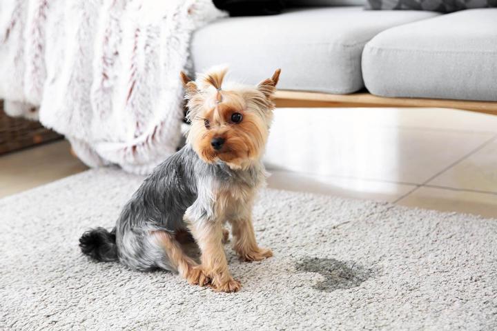 Conseils pré-adoption canine Brindas
