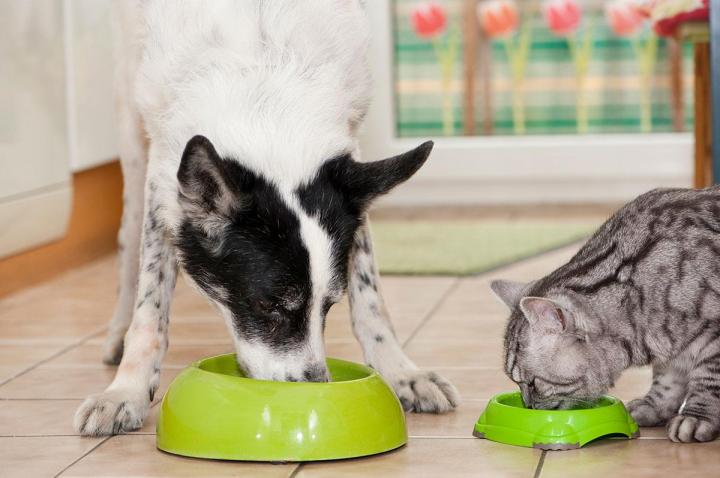 Conseils d’un spécialiste en nutrition de chien et de chat Brindas