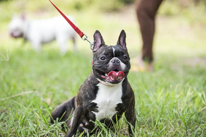 Balades canines Brindas