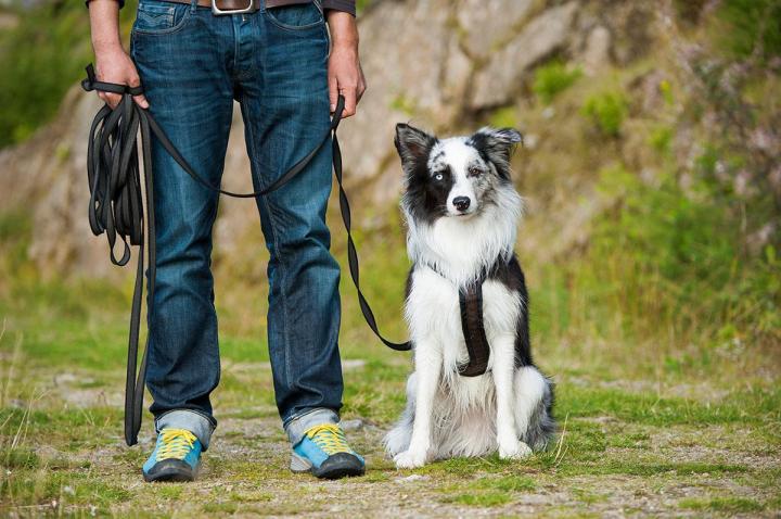 Promenades éducatives pour les chiens Brindas