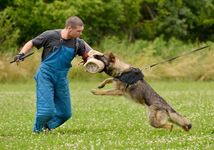 Formation sur l domestication chien Brindas